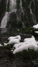 View of waterfall in forest