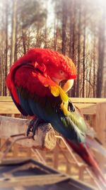 Close-up of parrot perching on tree