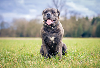 Dog looking away while sitting on grass against sky