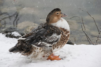 Duck on snow during winter