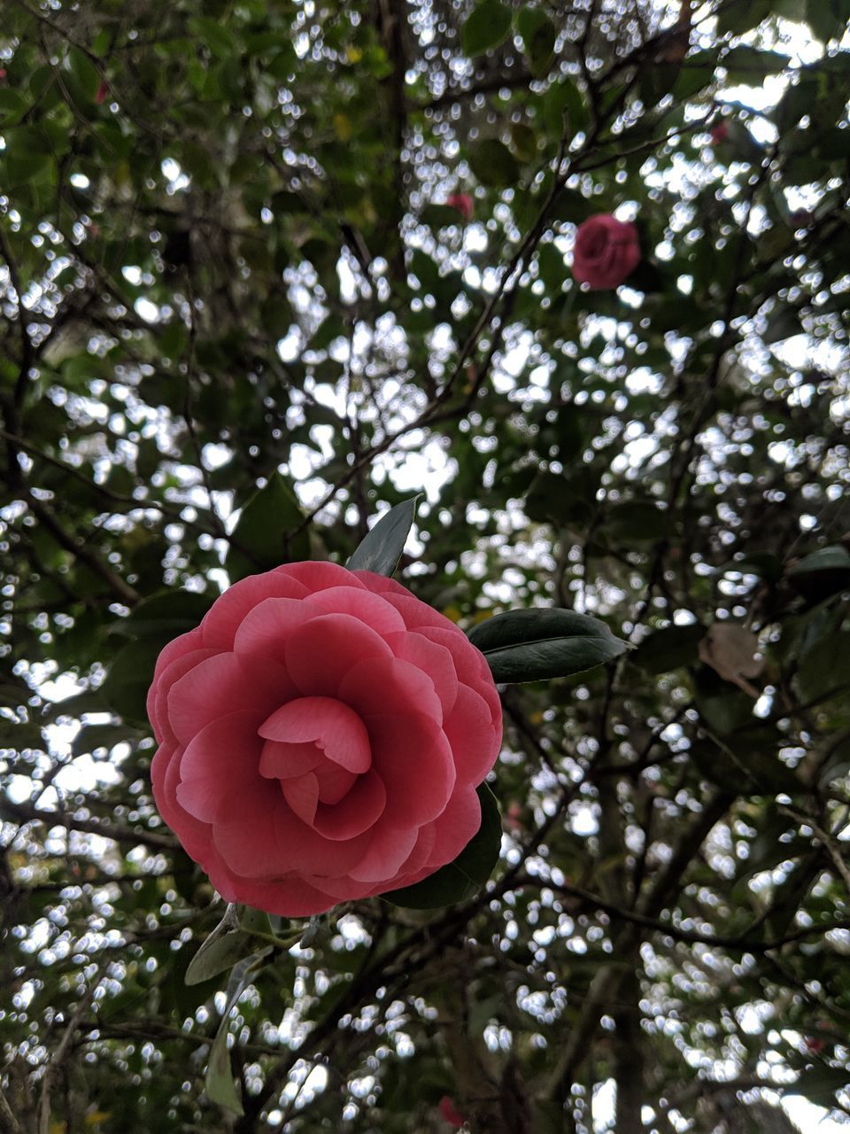 CLOSE-UP OF PINK ROSE FLOWER TREE