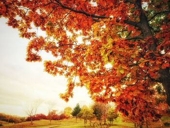 Low angle view of maple tree against sky during autumn