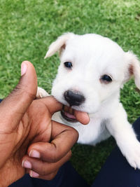 Low section of person holding puppy