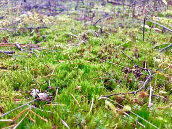 Close-up of plants growing on field