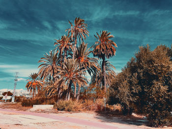 Palm trees on field against sky