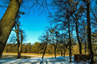 Trees on snow covered landscape against sky