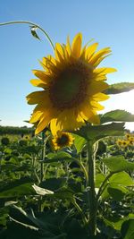 Close-up of sunflower blooming in field against clear sky