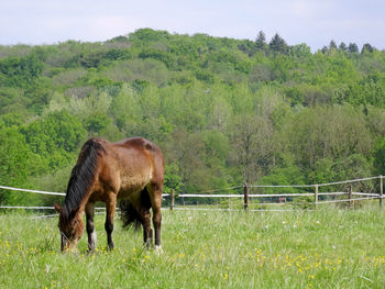 pasture