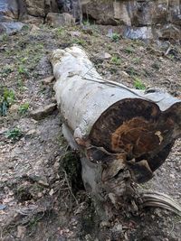High angle view of tree trunk on field