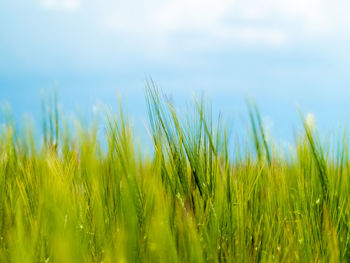 Close-up of grass on field against sky