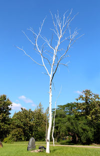 Bare tree against clear blue sky