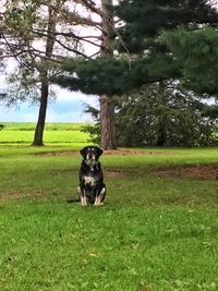 Dog sitting on field