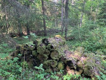 Moss growing on tree trunk in forest