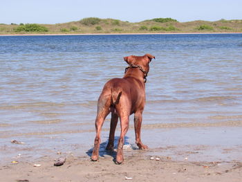American pit bull terrier standing at lakeshore