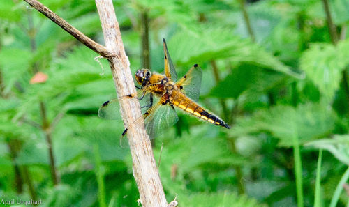 Close-up of insect on plant