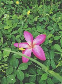 High angle view of pink flowering plant