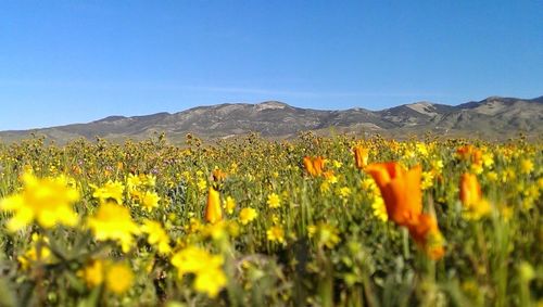 Yellow flowers growing in field against clear sky