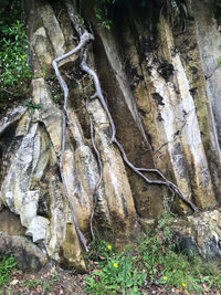 View of tree trunk in forest