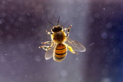 Close-up of bee on glass
