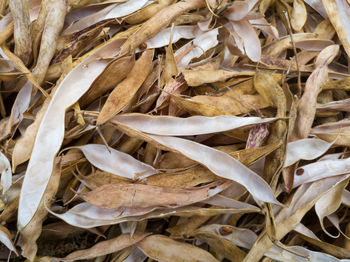 Full frame shot of dry leaves
