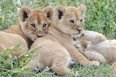 View of cats relaxing on grass