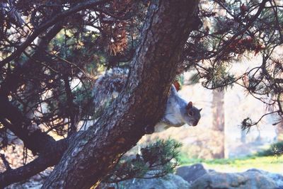 Squirrel on tree at park