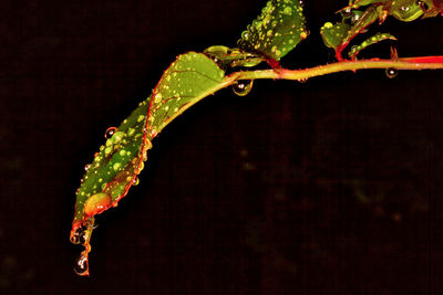 Close-up of wet plant during rainy season