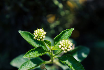 Close-up of green plant