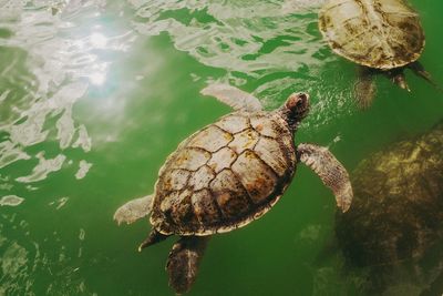 High angle view of turtle swimming in sea