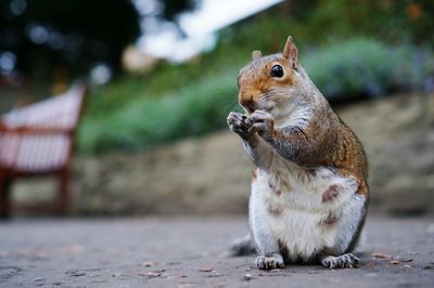 Squirrel resting on footpath