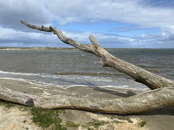 Driftwood on beach against sky