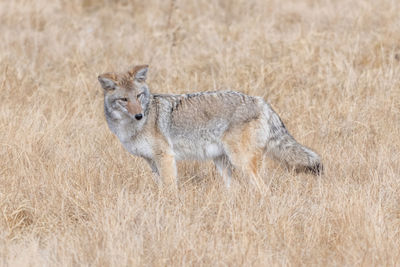 Coyote listening to a rodent in a grassy field