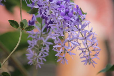 Close-up of purple flowering plant