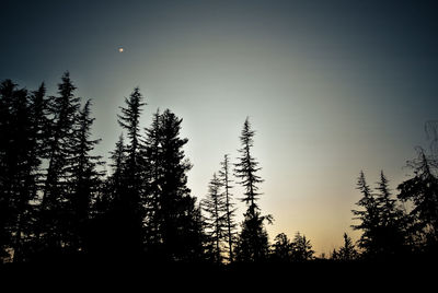 Low angle view of silhouette trees against sky