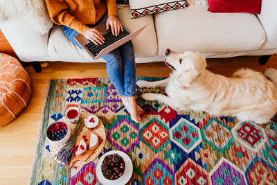 High angle view of dog looking at woman using laptop while sitting on sofa at home