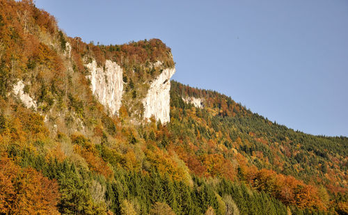 Low angle view of trees against clear sky during autumn