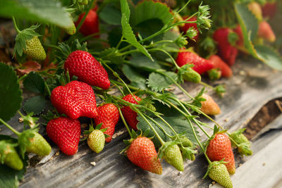 Close-up of strawberries on table