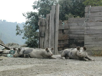 Dog lying on ground