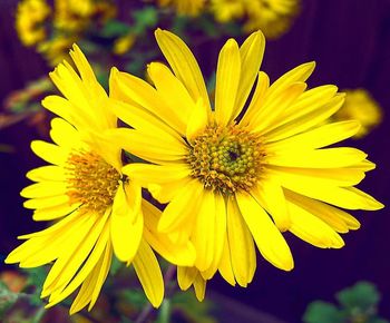 Close-up of yellow flowering plant