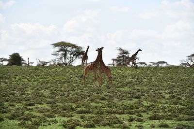 View of giraffe on field against sky