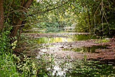 Scenic view of lake in forest