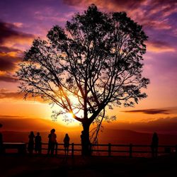 Silhouette tree on beach against sky during sunset