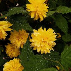 Close-up of yellow flowers