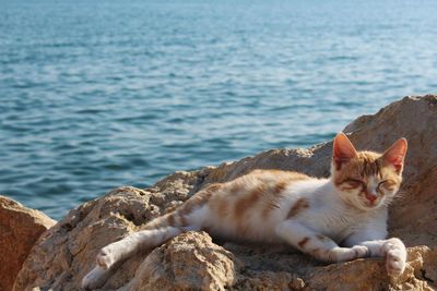 Cat resting on rock by sea