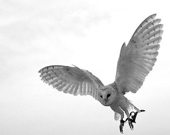 Low angle view of eagle flying against the sky