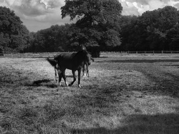 Horses on grassy field