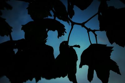 Low angle view of trees against sky