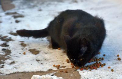 High angle view of black dog drinking water