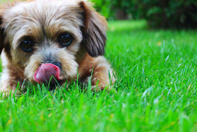 Portrait of puppy on grass field