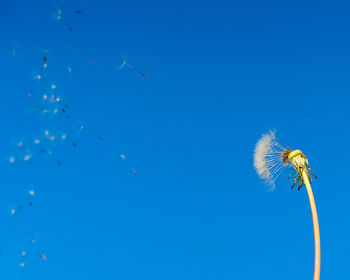 Low angle view of dandelion flower against blue sky